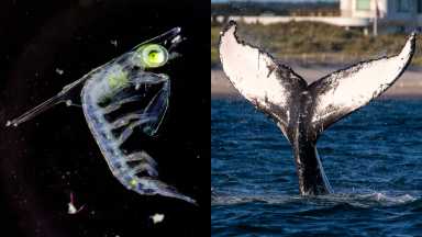 plankton to whales